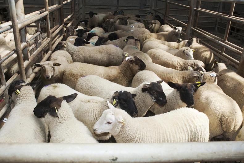 Live exports underpin NI lamb trade