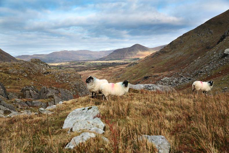 Industry Insight: Sharing the 'light lamb' problem