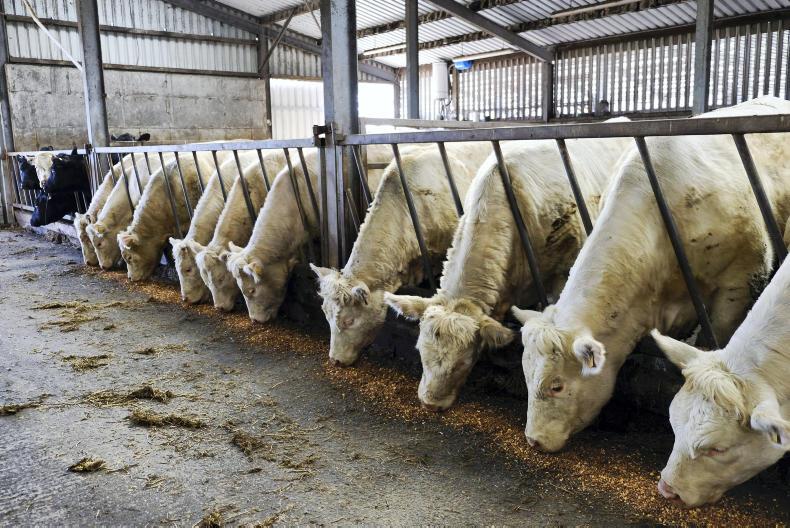 10 steps to reduce the health risks when buying cattle 