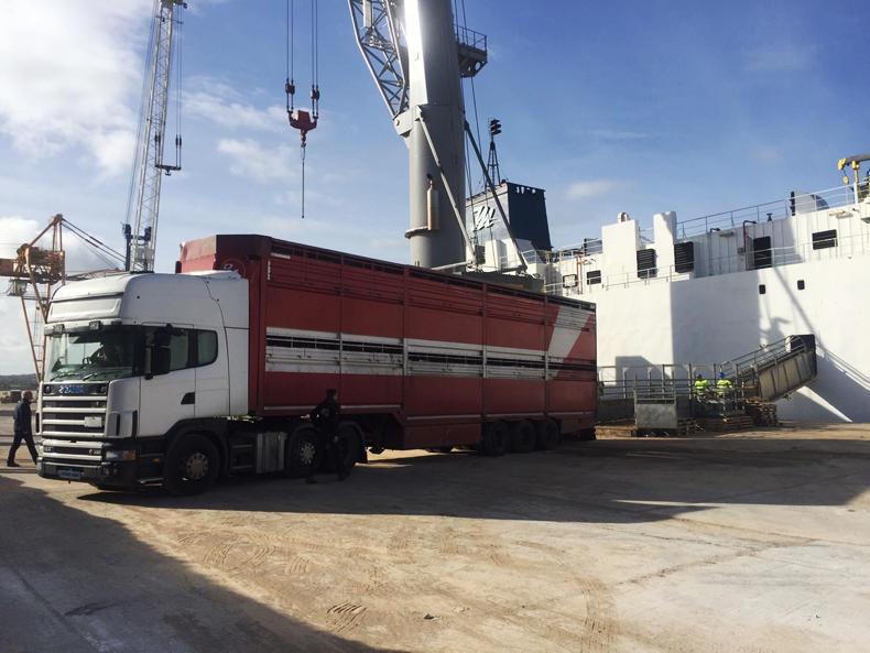 Two boatloads of weanlings sail for Turkey