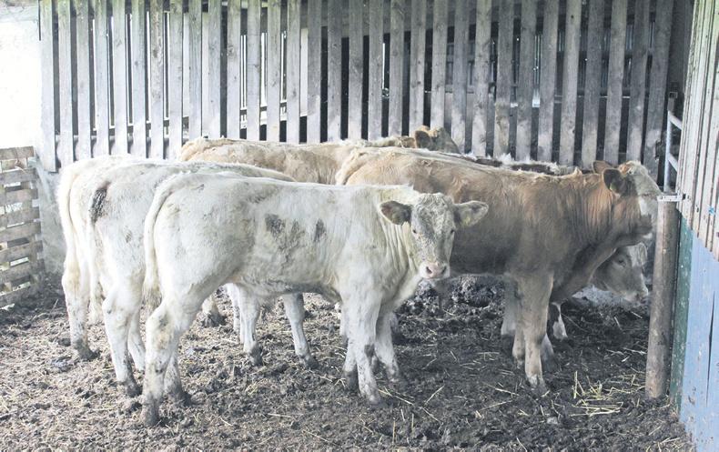 Priority grazing for autumn-calving cows    