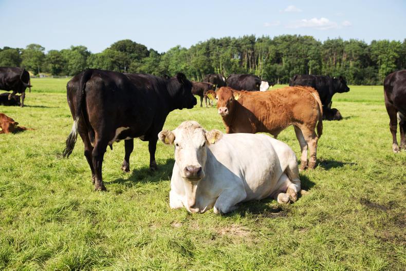 Tullamore Farm: grass growth still exceeding demand