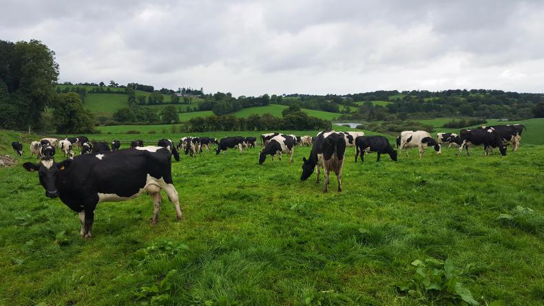 Watch: grass supply and quality at higher stocking rates on Dairylink farms