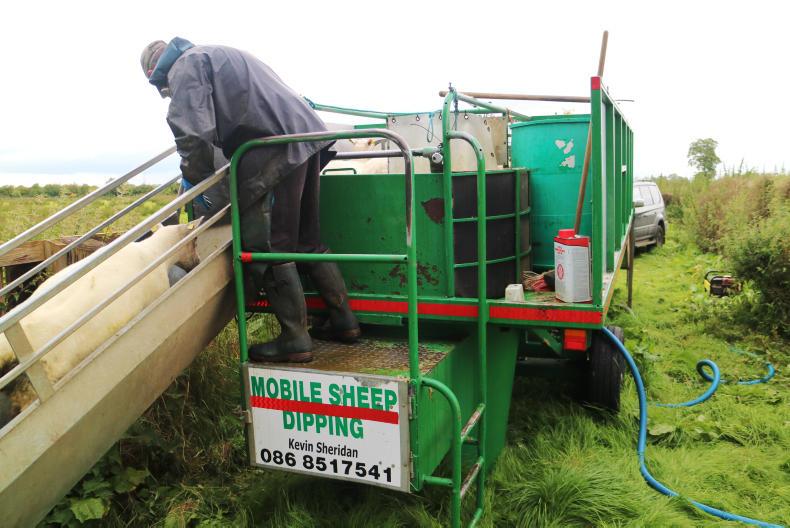 In pictures: sheep dipping on your doorstep