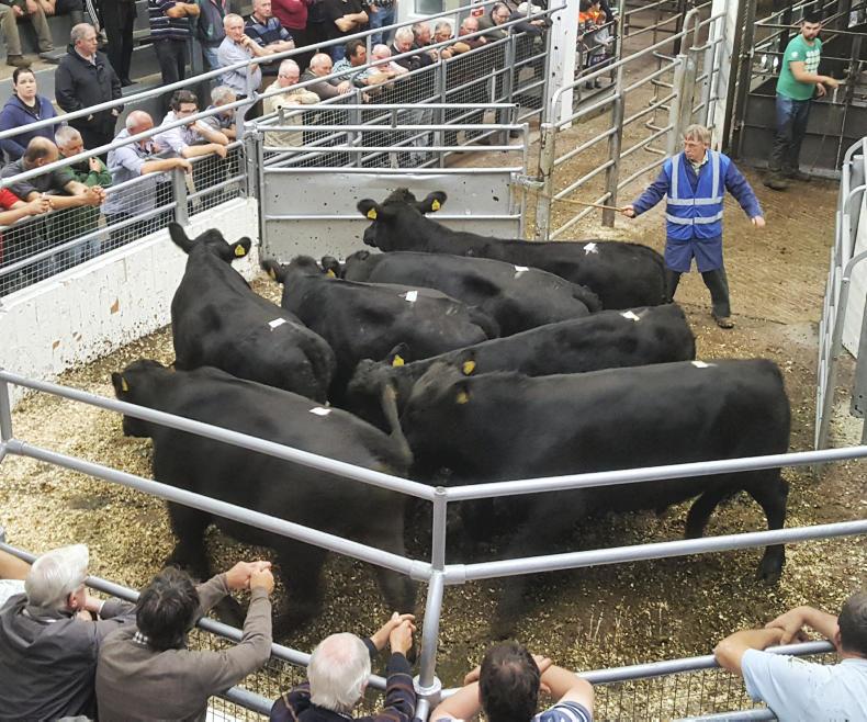 Numbers up and Friesians fly at Bandon