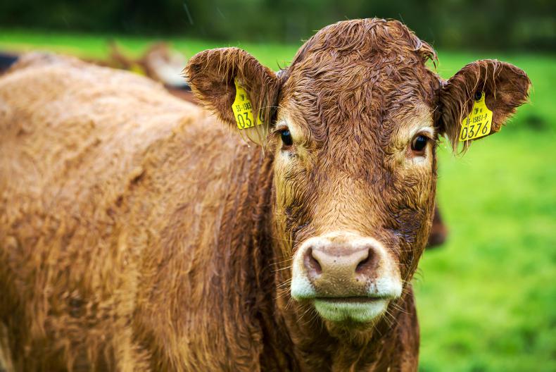 Monday beef prices: no let-up in downward price pressure