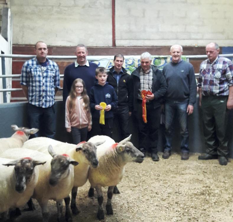 Hoggets sell for top price of €232 at Raphoe breeding sale