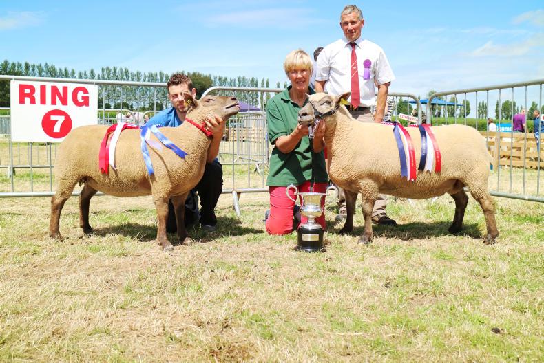 Irish Vendeén Sheep Society to launch new website