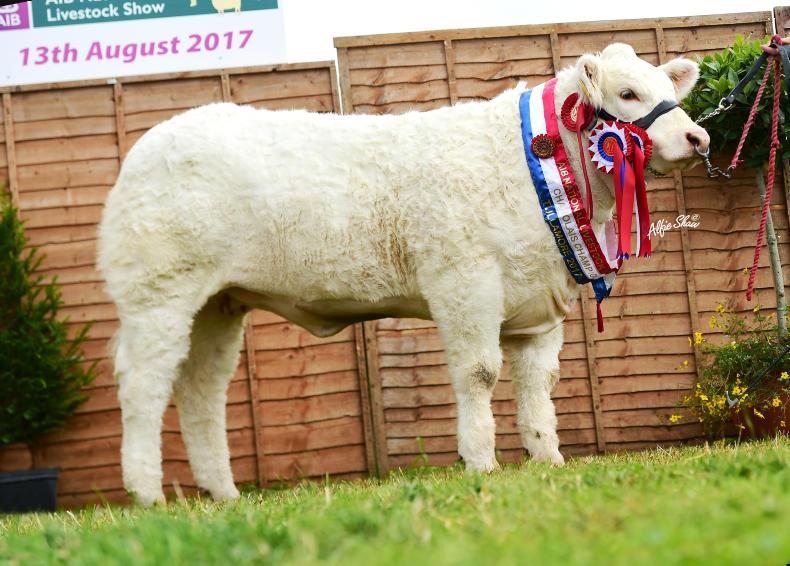 Plenty happening at the Charolais stand