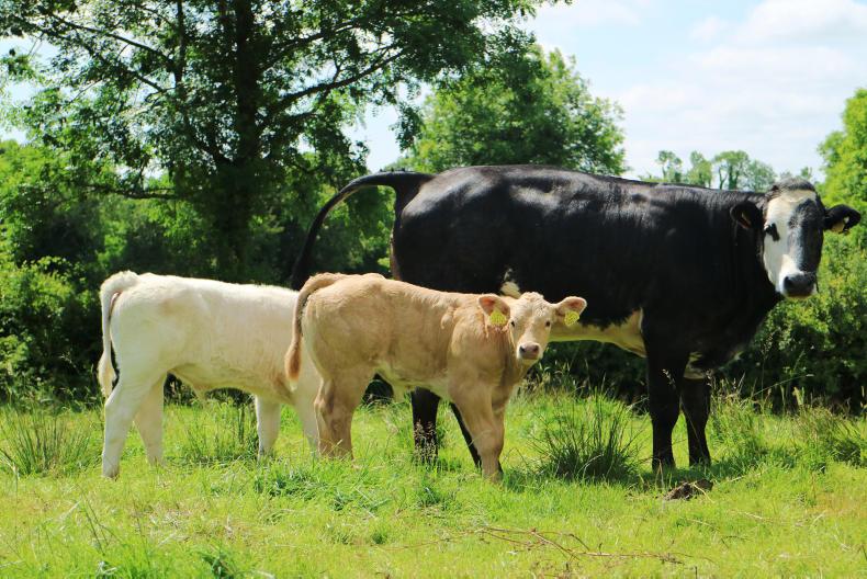 Golden heifer takes centre stage in Blone d’Aquitaine tent