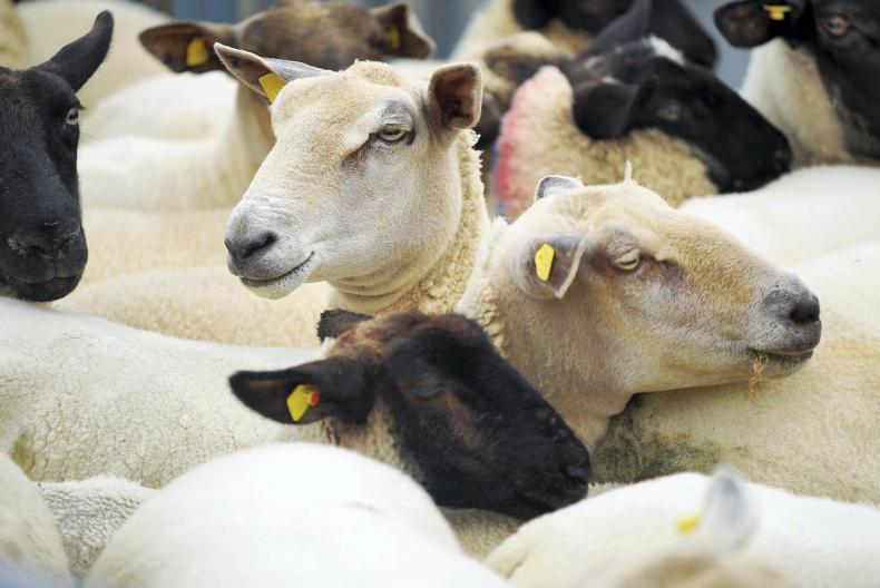 Northern comment: NI sheep sector at risk of being left behind