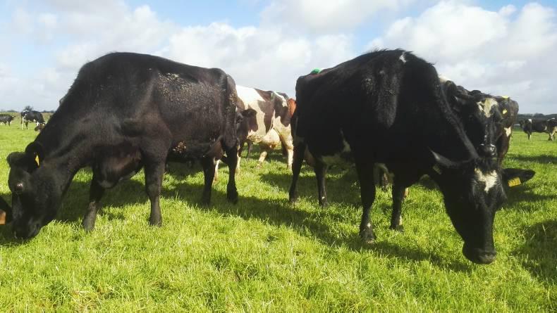 August milk cheques up by €25m