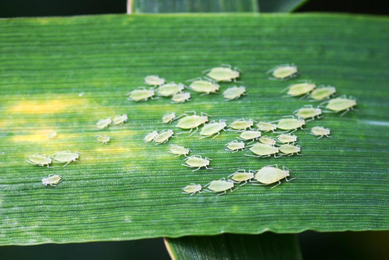 Isoclast insecticide gets official approval