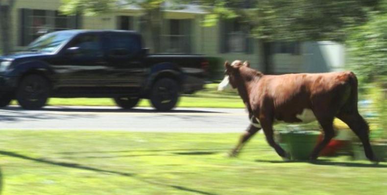 Watch: cow damages police car during rampage through New York suburb