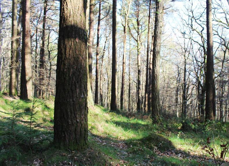 Scots pine potential as a commercial and native species
