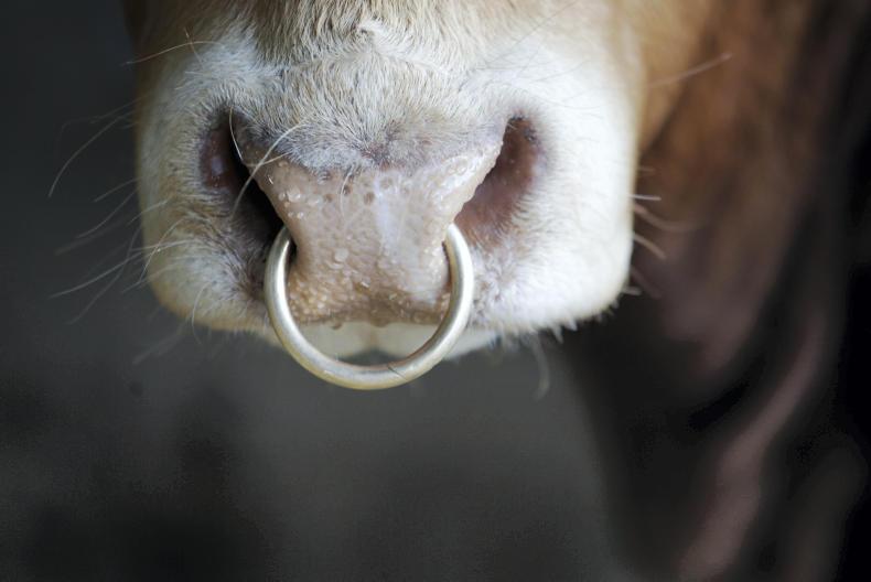 Lucky escape for farmer after bull drags him along the ground