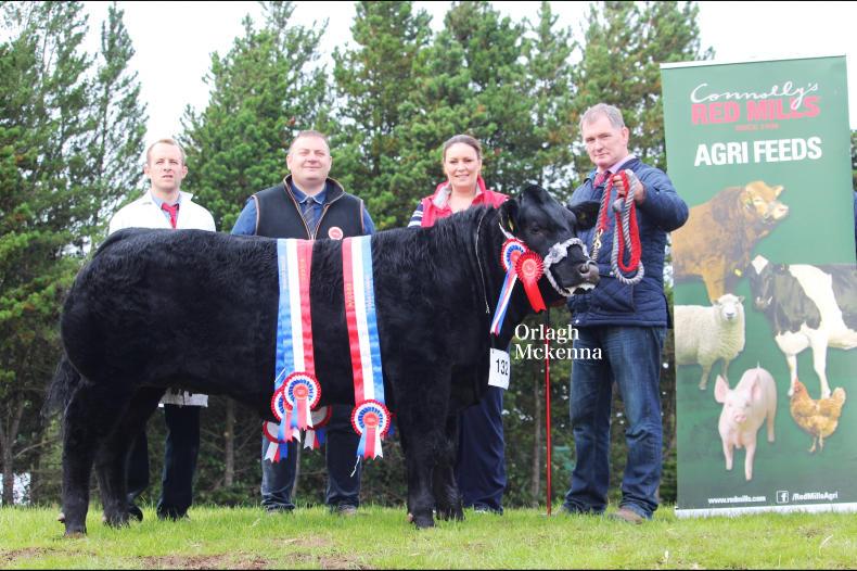 In pictures: Taboo leads charge at NI commercial club show