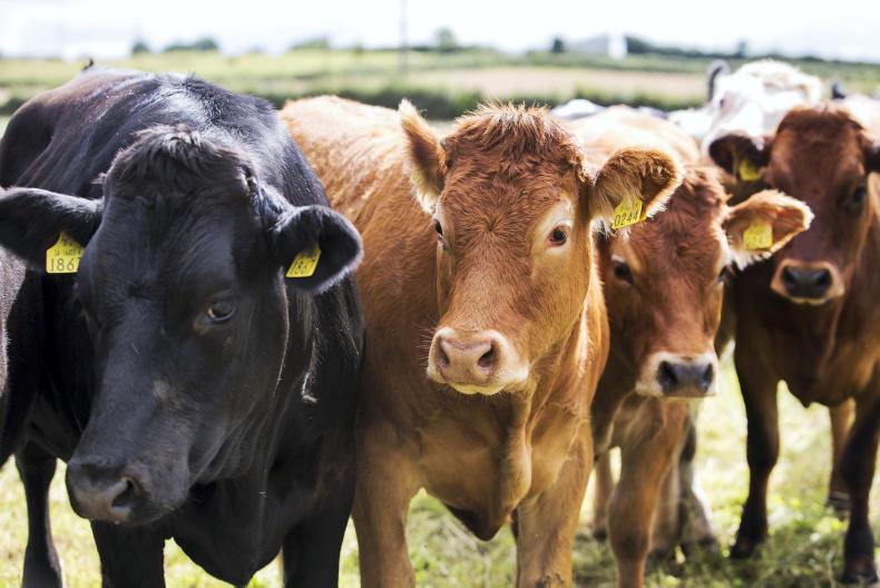Feeding cattle at grass, vaccinations and Ploughing demos