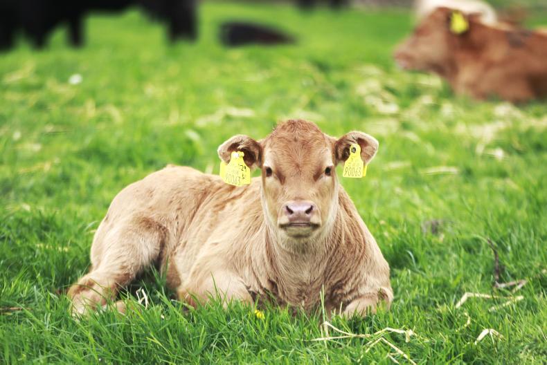 Above-average growth but soft ground for some