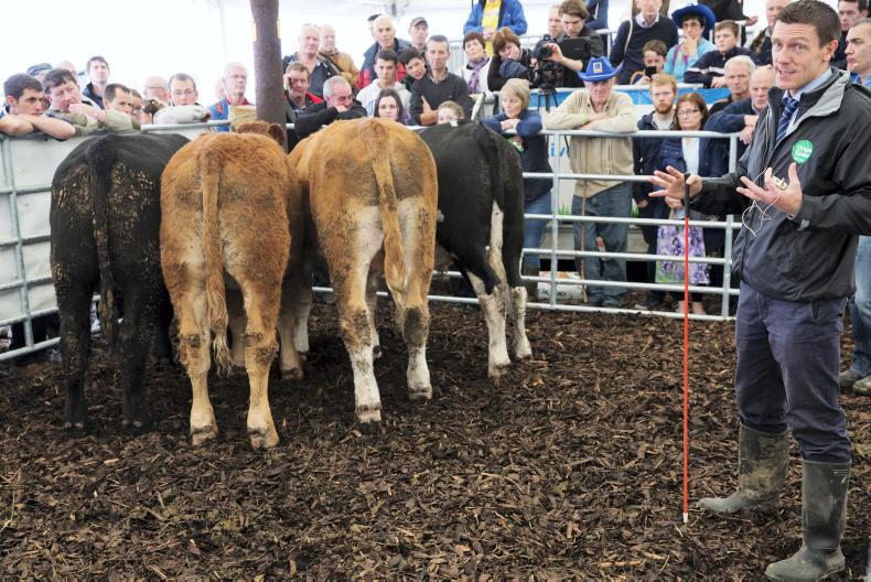 What to expect at cattle conversations: the Ploughing 2017 livestock demos 