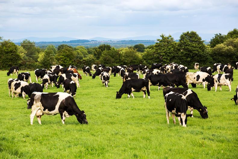 In-calf Freisian heifer numbers increasing