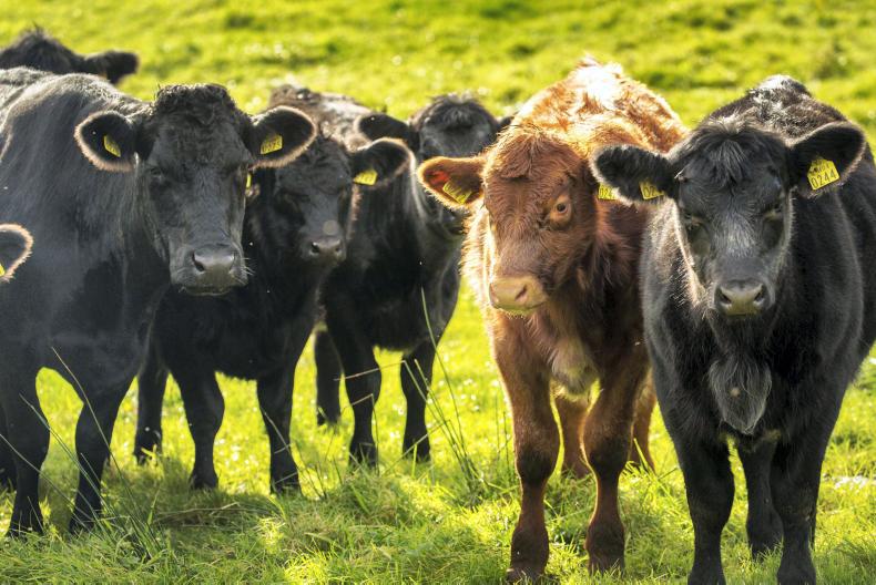 ABP takes 100% control of Ireland's biggest organic meat exporter