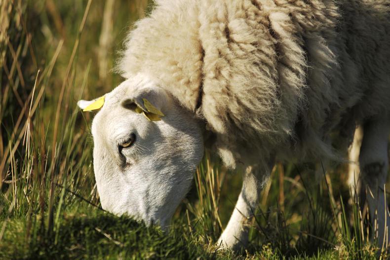 IFA news and activities this week