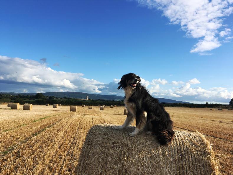 Macra na Feirme/Bord Bia photo competition