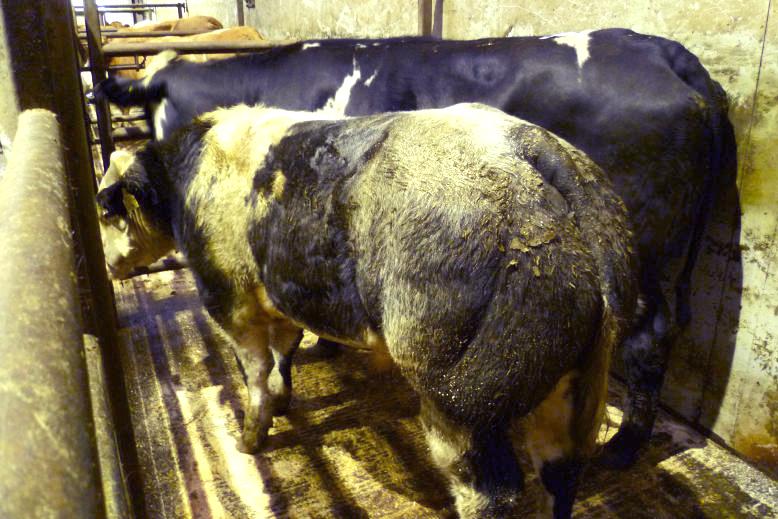 Sucklers sell to £4,300 (€4,715) at Markethill dispersal sale