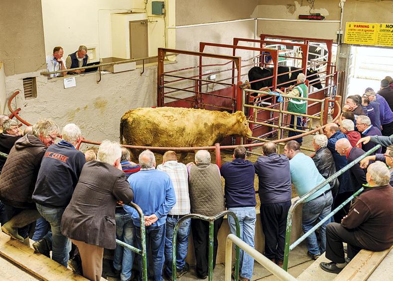 In pictures: show and sale attracts quality cattle to Kilrush