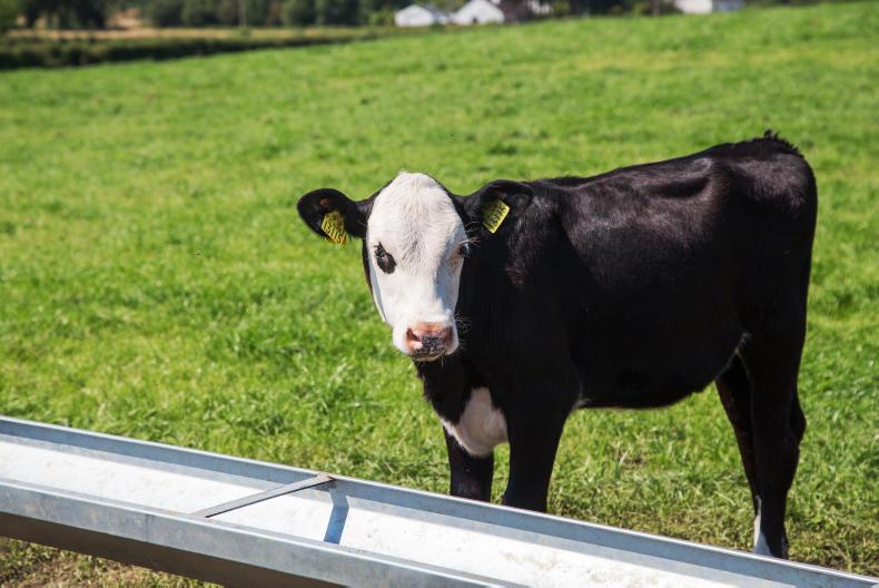 Cattle conversations at the Ploughing: mastering dairy beef
