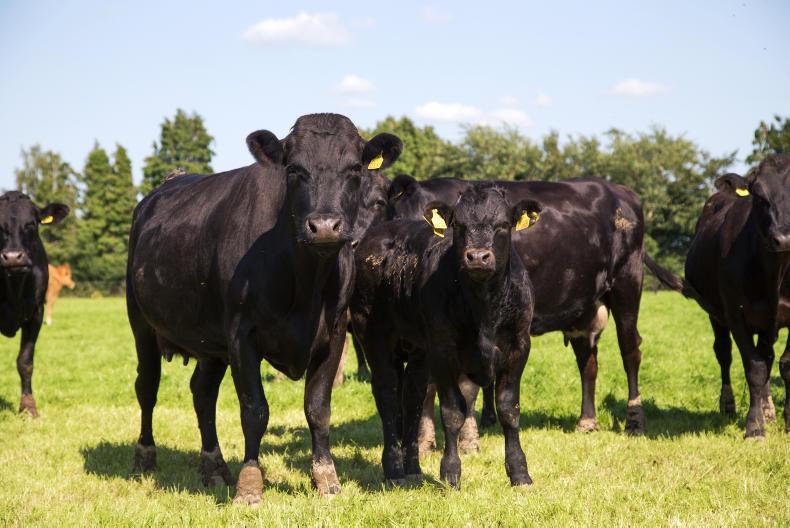 Contracts need to be looked at for the beef sector – Dwyer