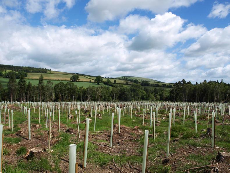 Mixed fortunes for native broadleaves