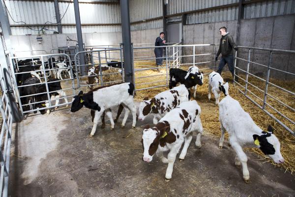 Calf exporters coping well with bigger numbers