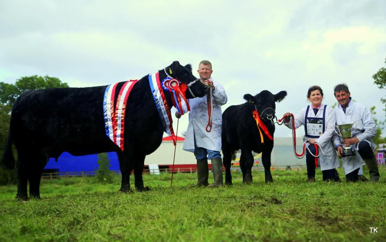 Barrons lead the charge at Irish Angus finals