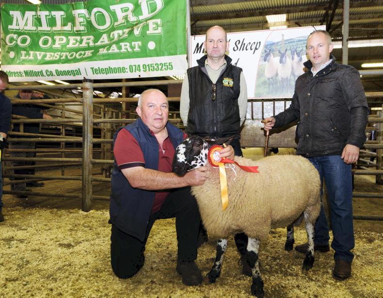 Milford Sheep Breeders sale peaks at €315/head