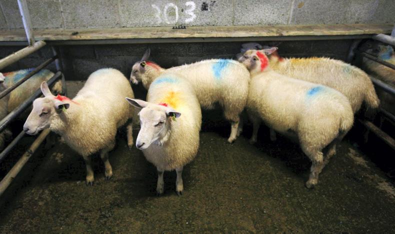 Sheep trade holding well in Elphin               