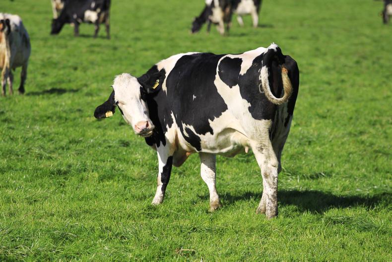 Dairy markets: butter continues to underpin markets