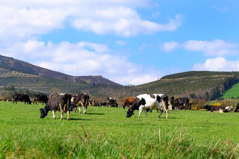 How herd expansion poses a threat to cow welfare