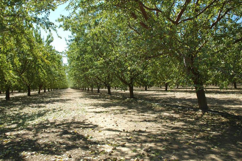 Almond trees taking over from cows in California
