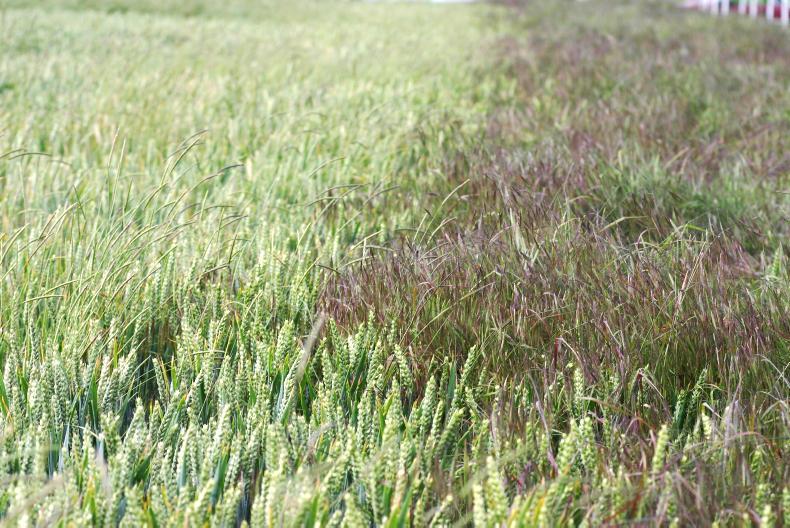 End of IPU heralds a new era for autumn herbicides