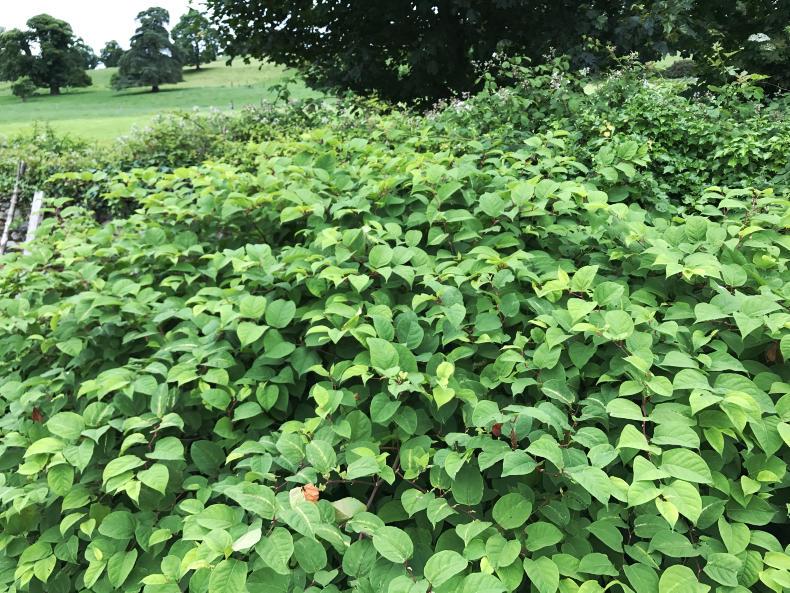 Warning: do not cut, mow, strim or disturb this plant