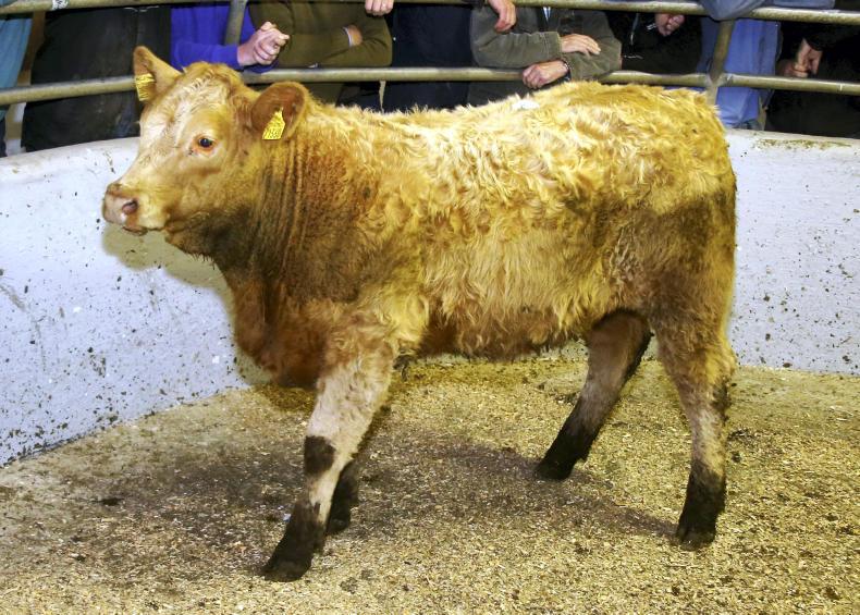 Weanling numbers and prices up at Loughrea