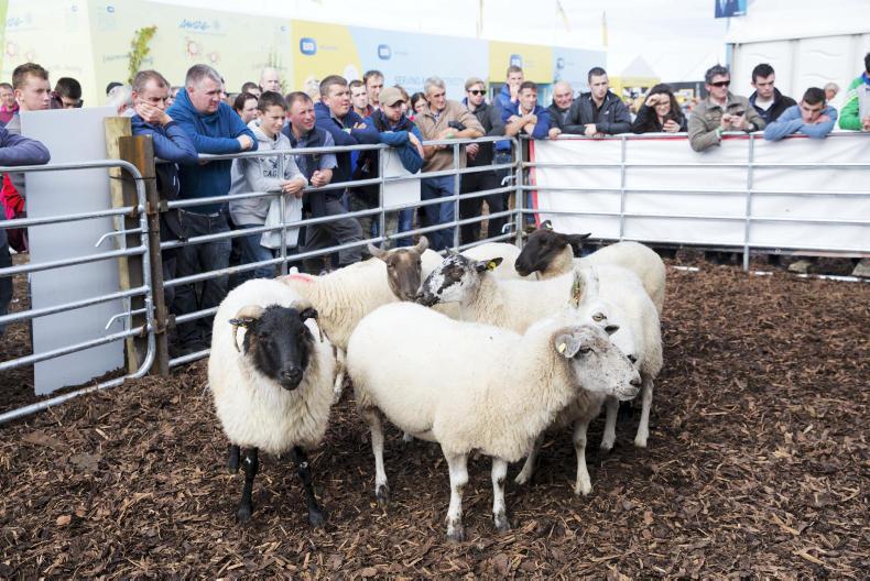 Key advice on minerals, liver fluke and sheep breeding 