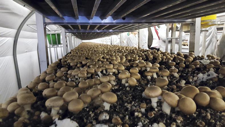 Sterling drop benefits NI mushroom sector