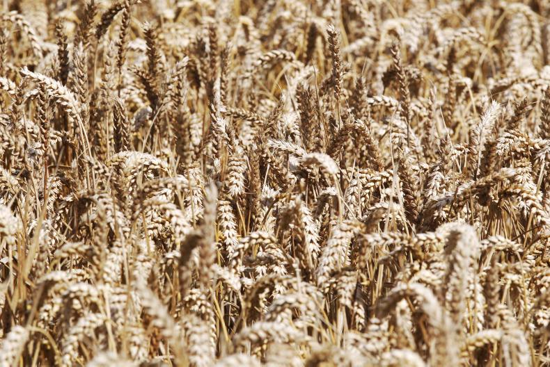 Ten wheat varieties on recommended winter cereals list 