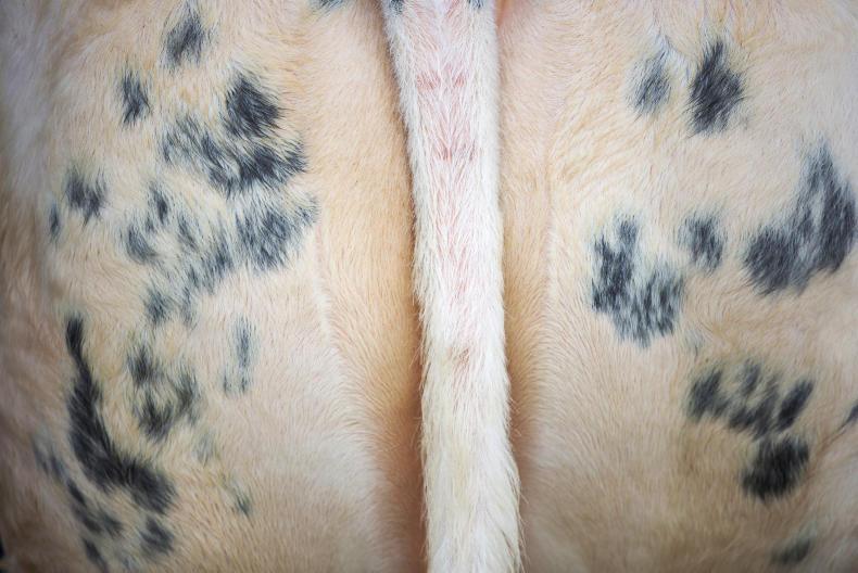 Where in the world for Scottish beef sales?