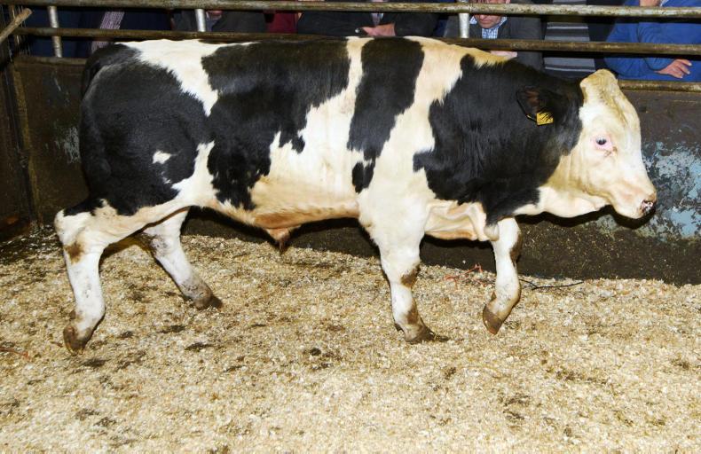 Feeders and farmers drive the trade for quality weanlings