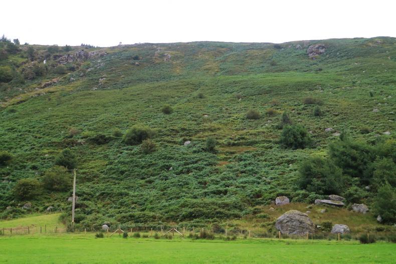 Deadline to spray bracken closing in