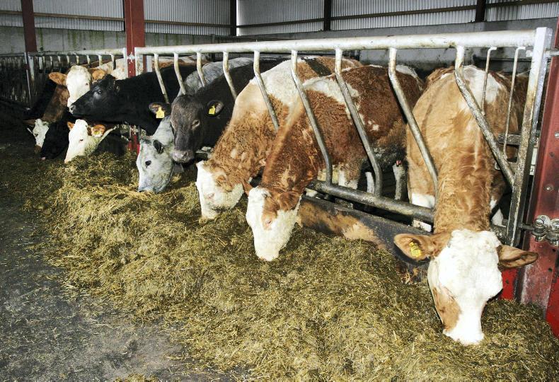 Beef prices steady as cattle numbers increase